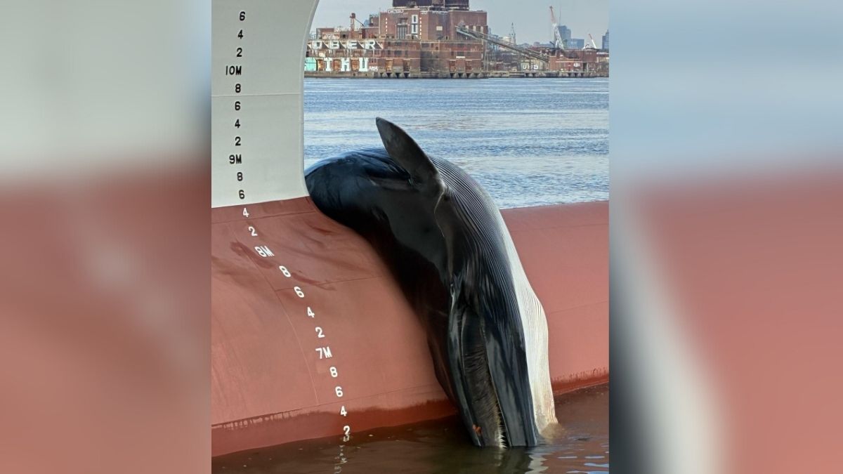 Dead whale found on bow of ship in Gloucester City, New Jersey