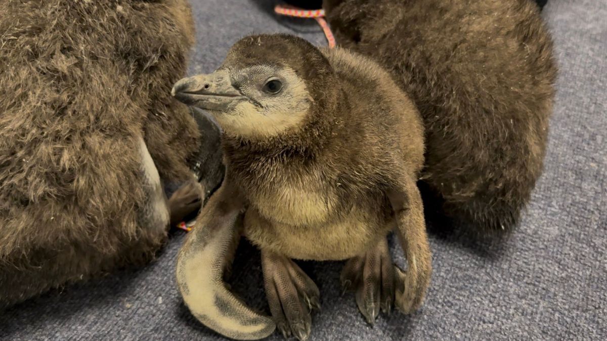 Help Adventure Aquarium in NJ name their newest baby penguin chick