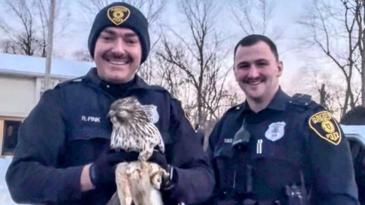 Uninvited guest: Police rescue wayward hawk after it flies into New Jersey home