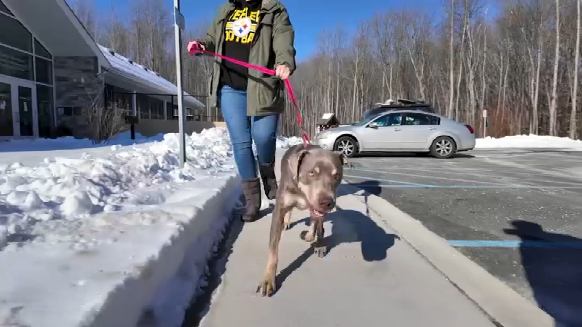 How to keep your pets safe and warm in the dangerous cold