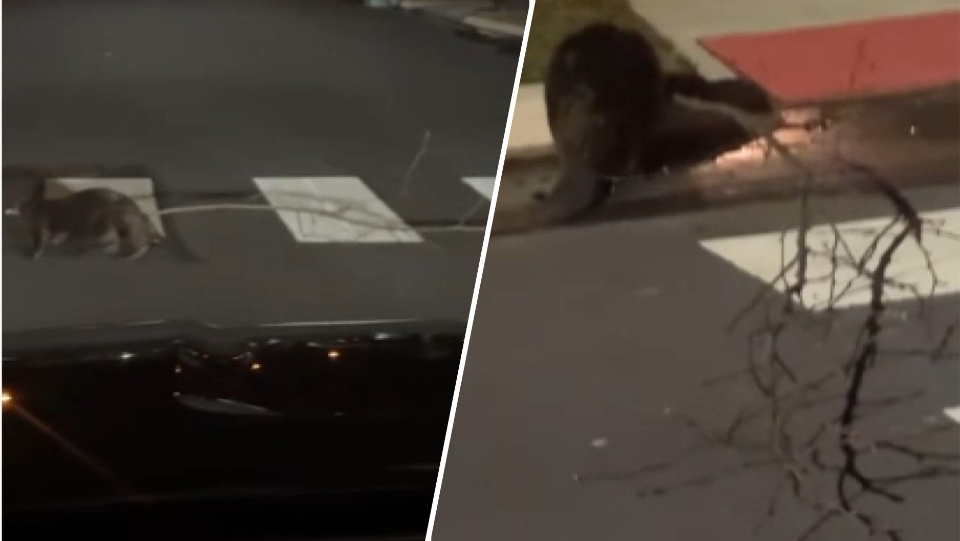 Caught on video: Beaver uses NJ crosswalk to cross the street with tree branch