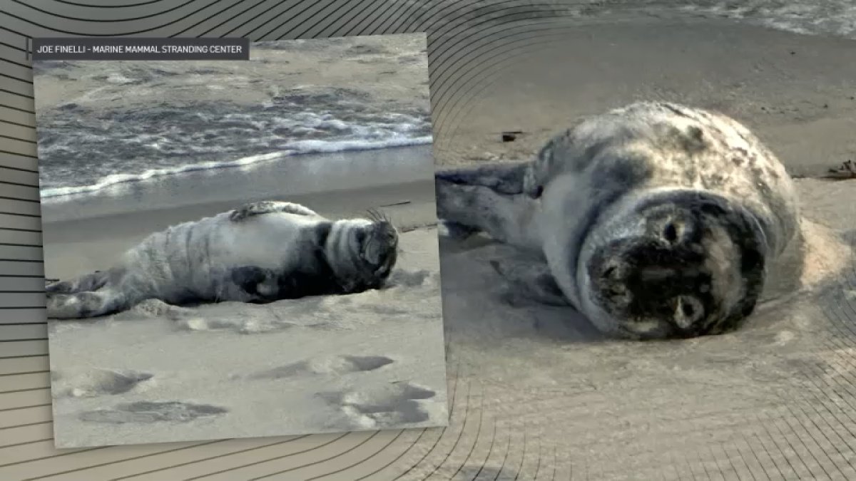 Grey seal caught napping at the Jersey Shore, but experts say keep your distance