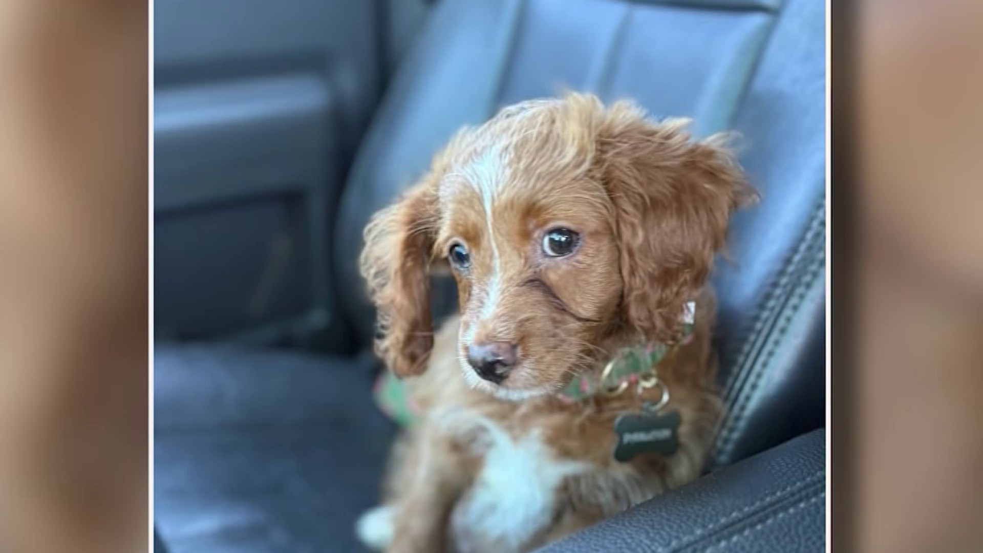 Meet Paisley, the local dog who is headed to the Puppy Bowl