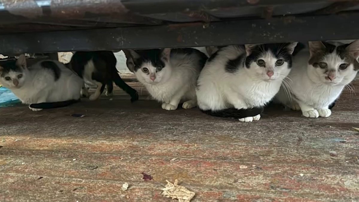 Dozens of cats taken from Philadelphia home, transferred to ACCT Philly