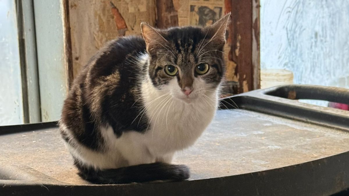 Nearly 40 cats taken from Philadelphia home, ACCT Philly says