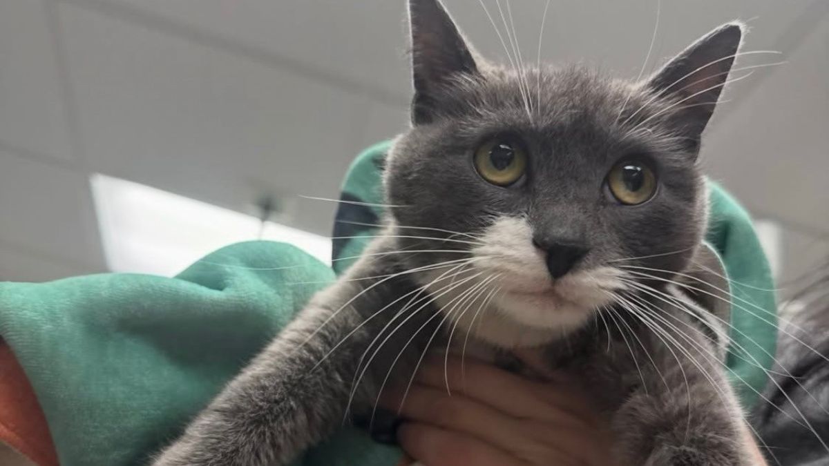 Nursing cat dumped outside Philadelphia vet hospital sparks search for kittens