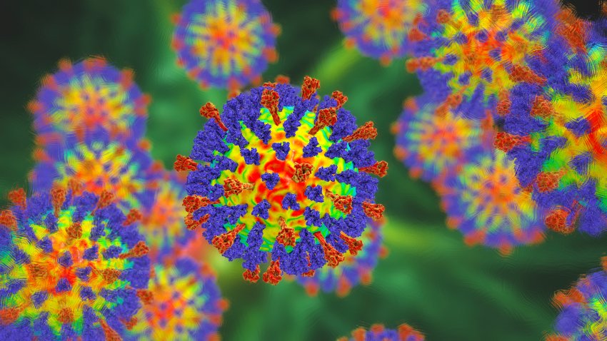 Measles virus particle, illustration. This virus, from the Morbillivirus group of viruses, consists of an RNA (ribonucleic acid) core surrounded by an envelope studded with surface proteins haemagglutinin-neuraminidase and fusion protein, which are used to attach to and penetrate a host cell. Measles is a highly infectious itchy rash with a fever. It mainly affects children, but one attack usually gives life-long immunity.