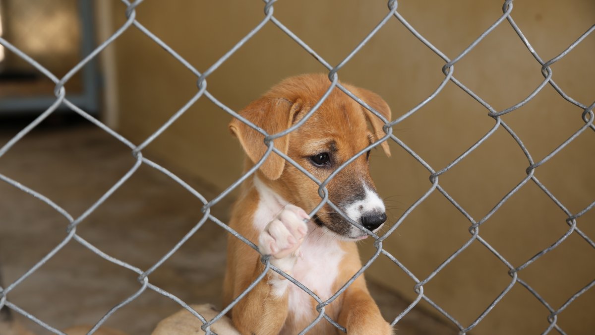 Emergency fosters needed after winter storm damages Delaware animal shelters