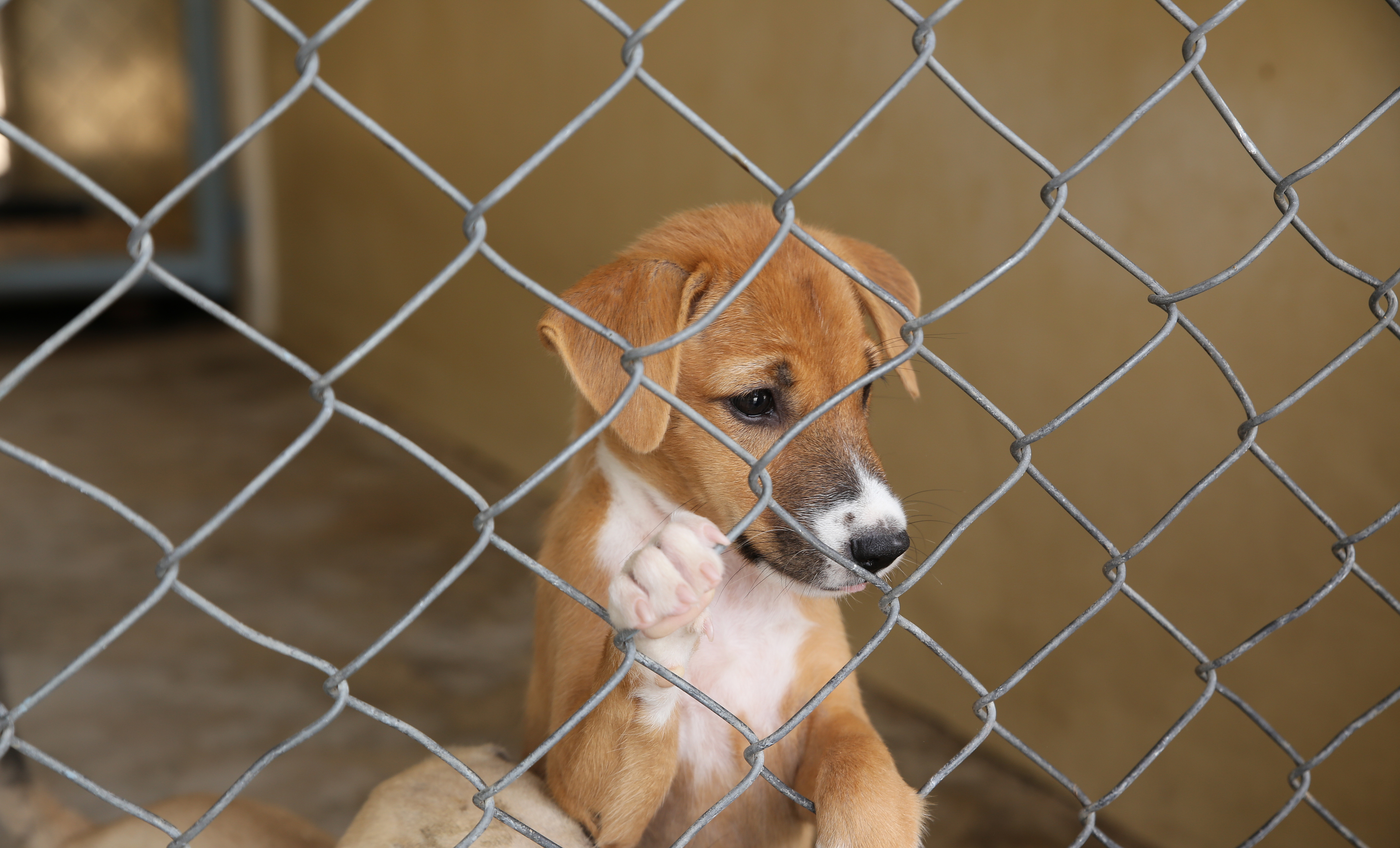 Emergency fosters needed after winter storm damages Delaware animal shelters
