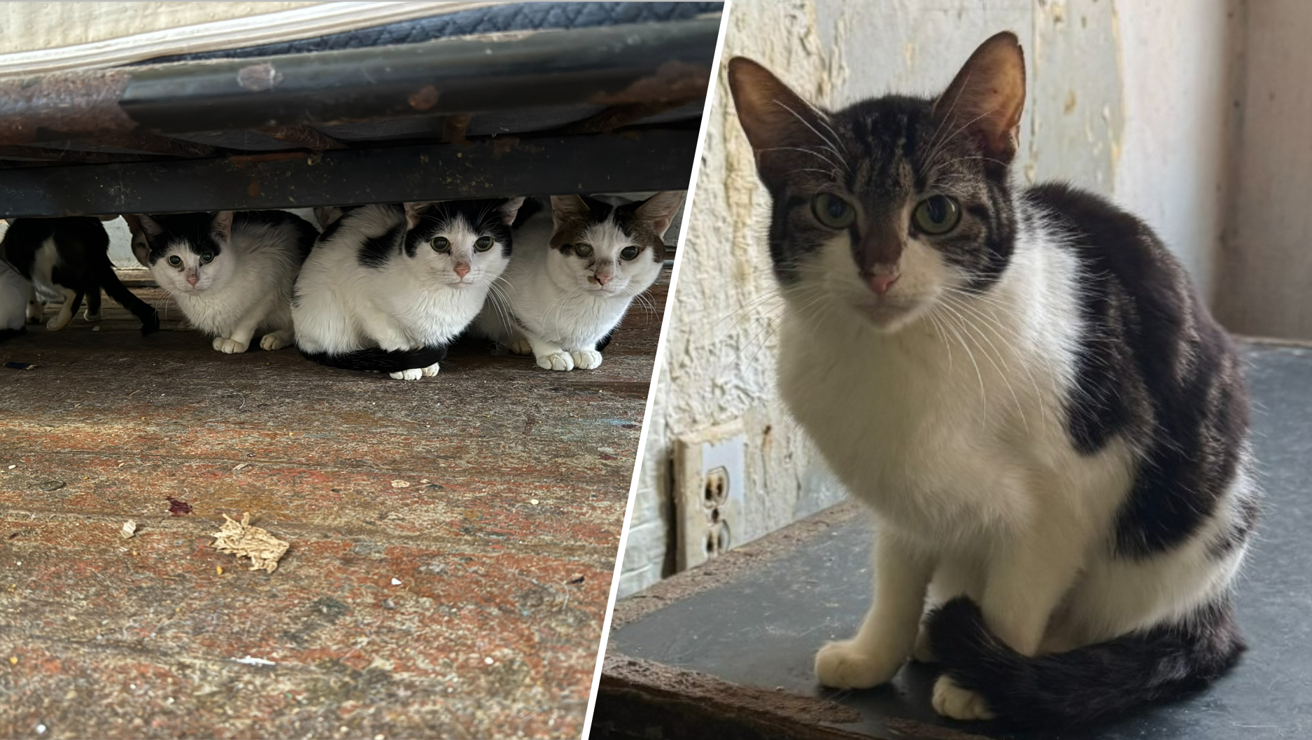 Nearly 40 cats taken from Philadelphia home, ACCT Philly says