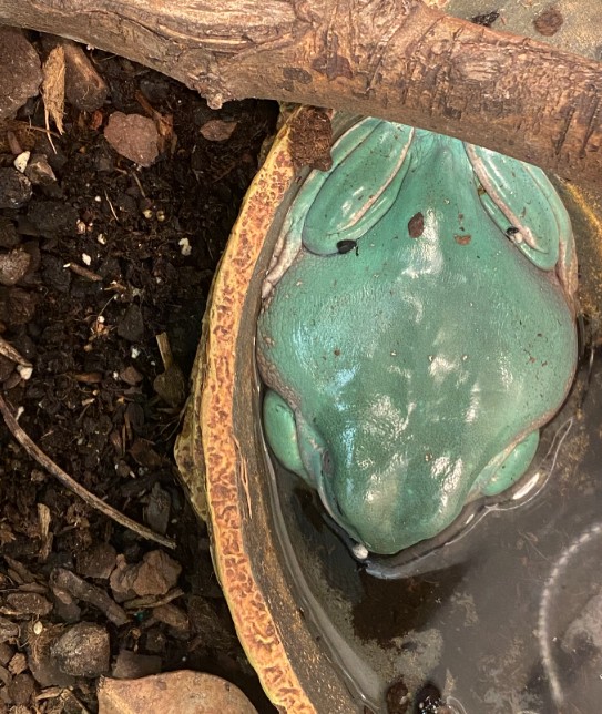 Exotic animals rescued from abandoned North Philly home – NBC10 ...