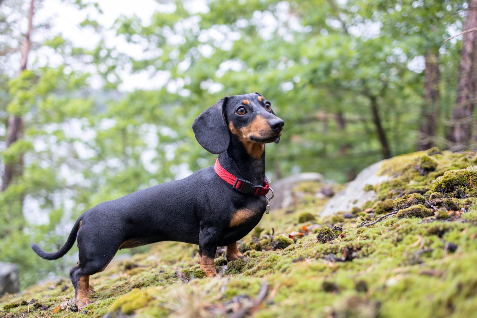 These Are The 5 Most Popular Dog Breeds In The Country NBC10 Philadelphia these-are-the-5-most-popular-dog-breeds-in-the-country-nbc10-philadelphia