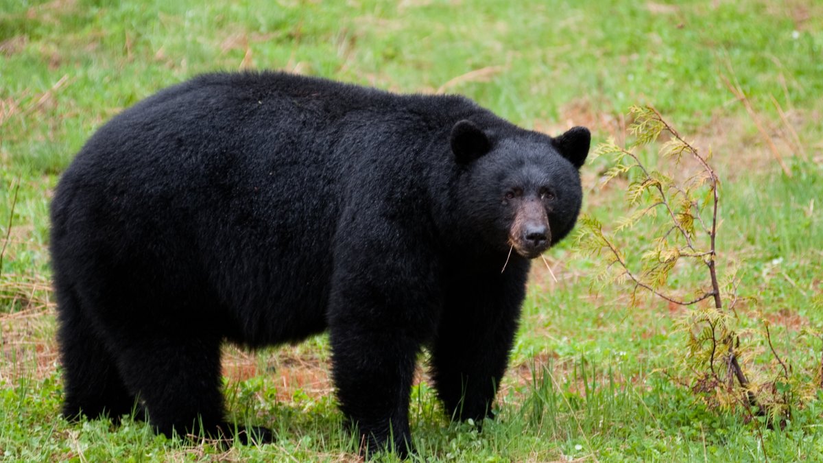 Warning issued in New Jersey as black bears begin emerging from their dens