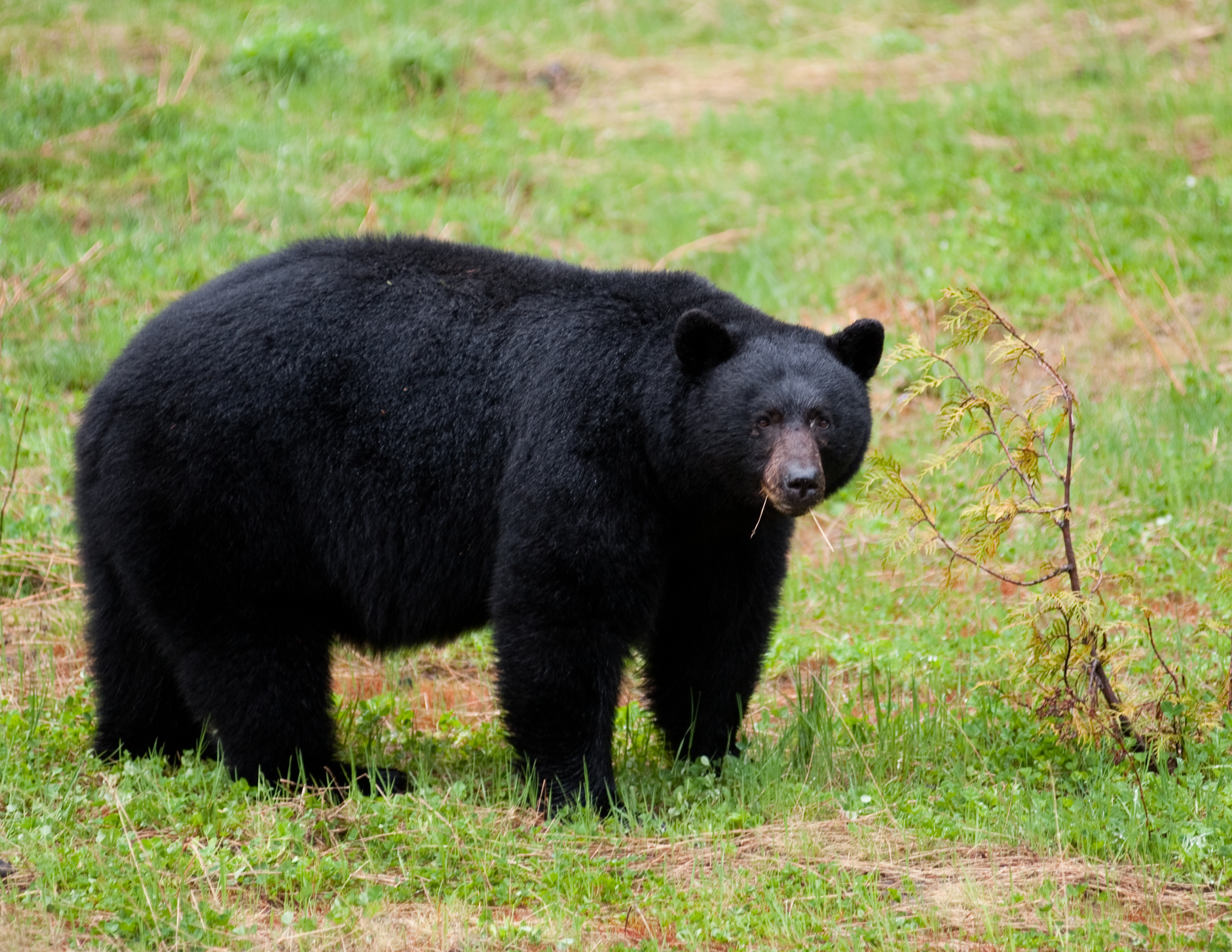 Warning issued in New Jersey as black bears begin emerging from their dens