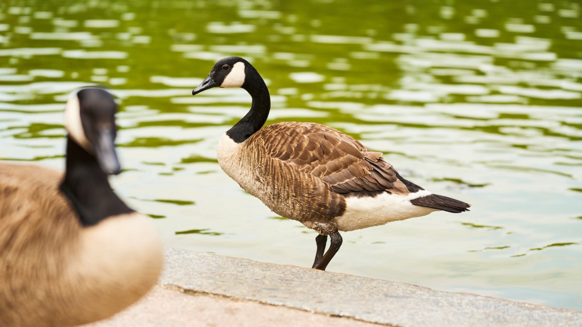 Officials suspect bird flu outbreak after more dead geese found in New Jersey