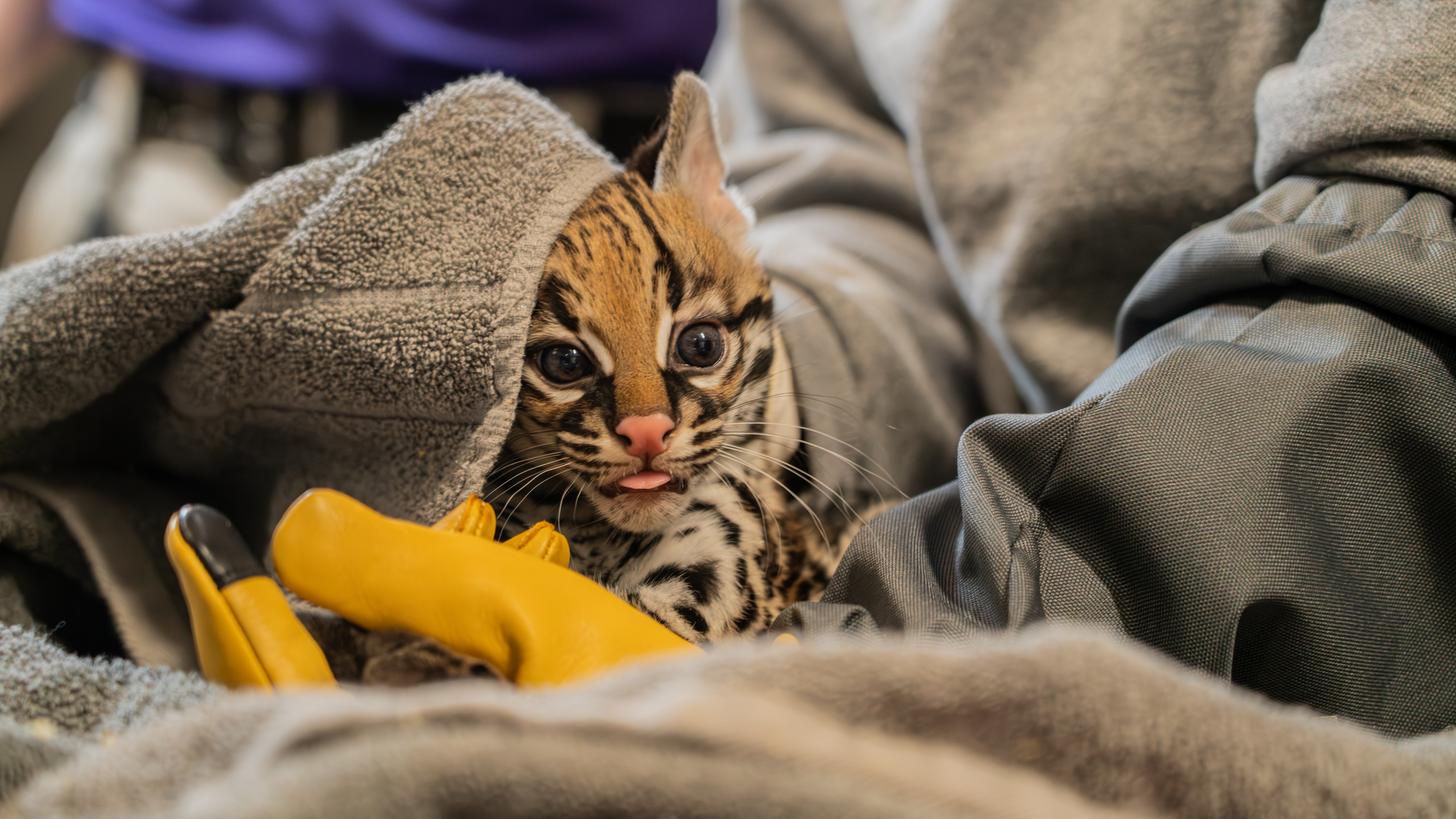 Welcome baby! Elmwood Park Zoo celebrates birth of ocelot