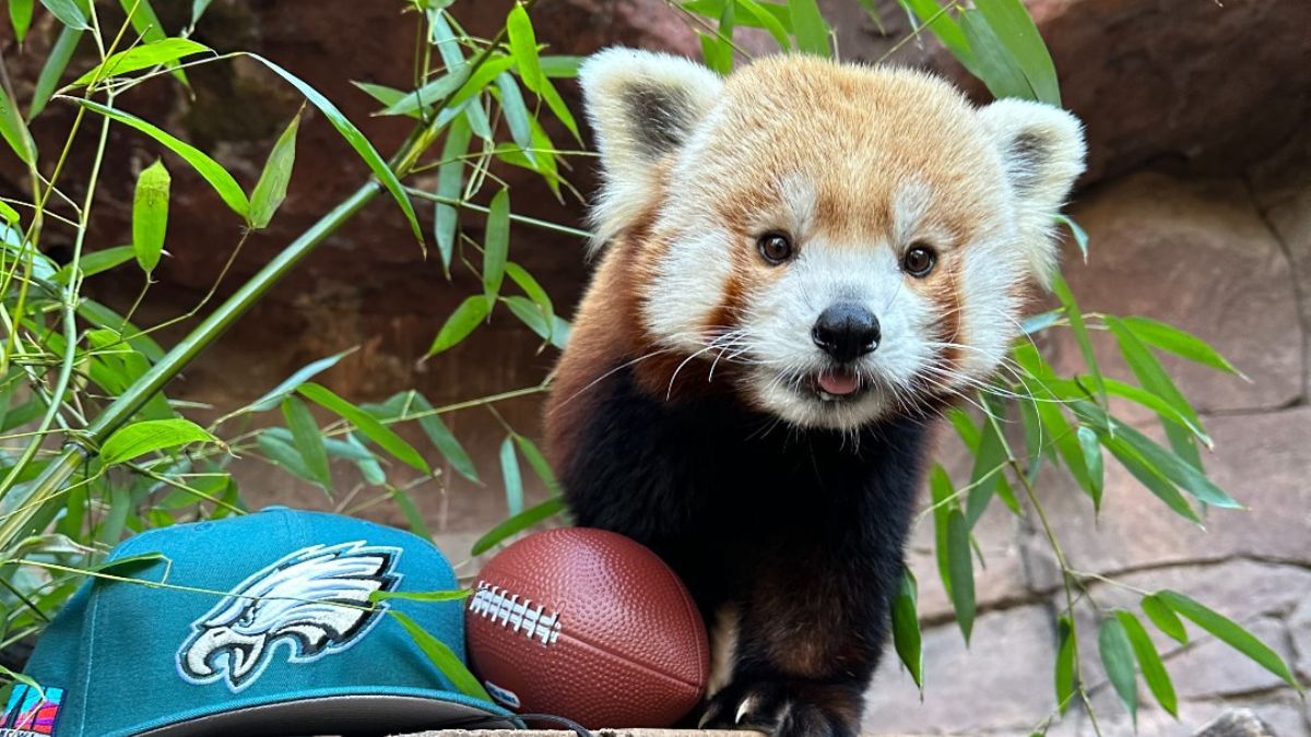 Philadelphia Zoo’s beloved red panda Khumbie dies – NBC10 Philadelphia