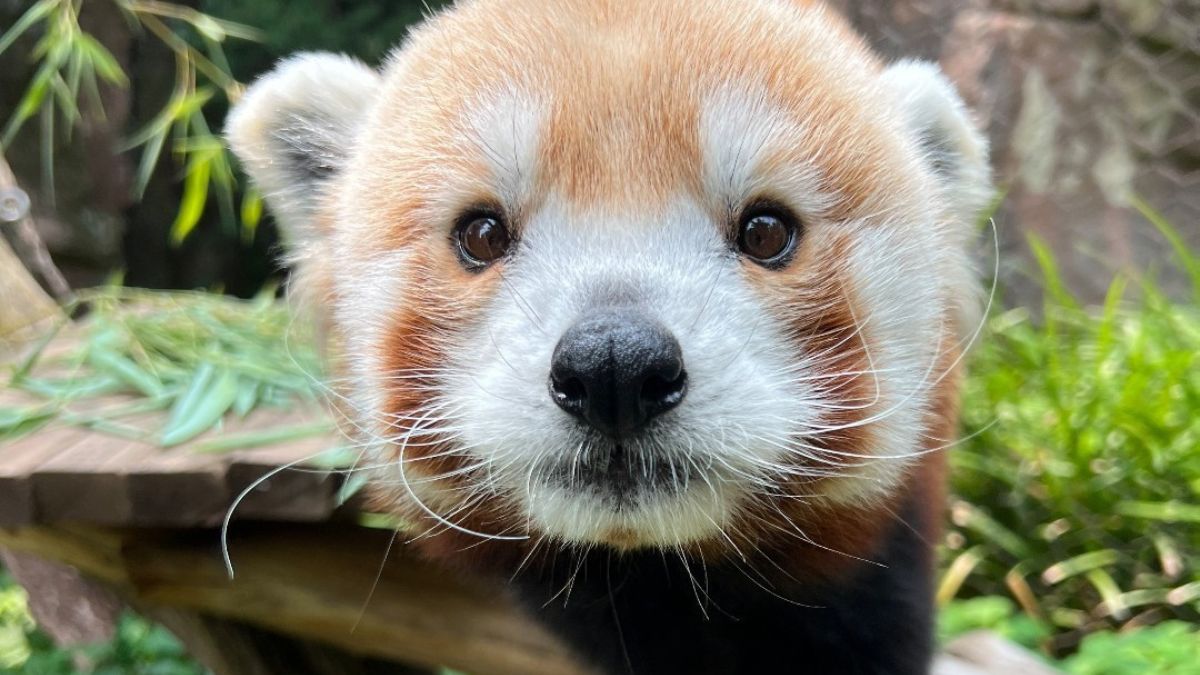 Philadelphia Zoo’s beloved red panda Khumbie dies – NBC10 Philadelphia