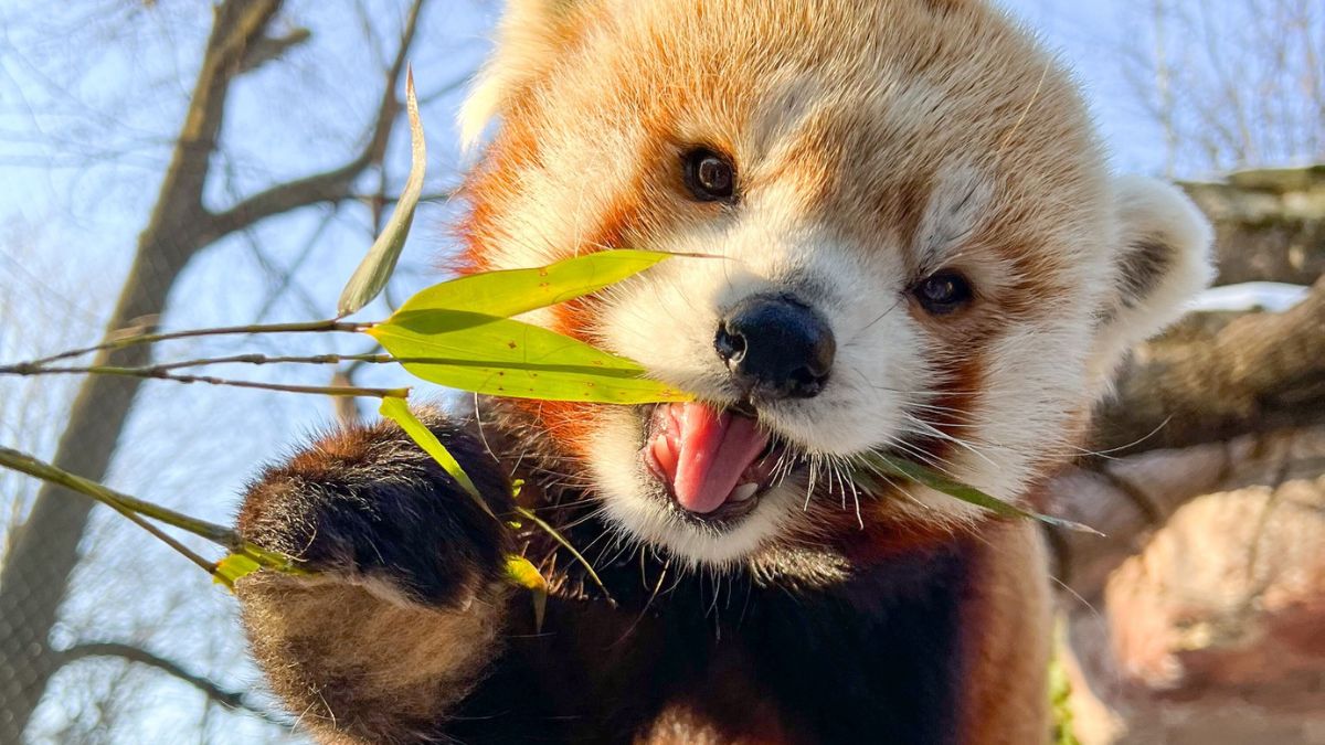 Philadelphia Zoo's beloved red panda Khumbie dies
