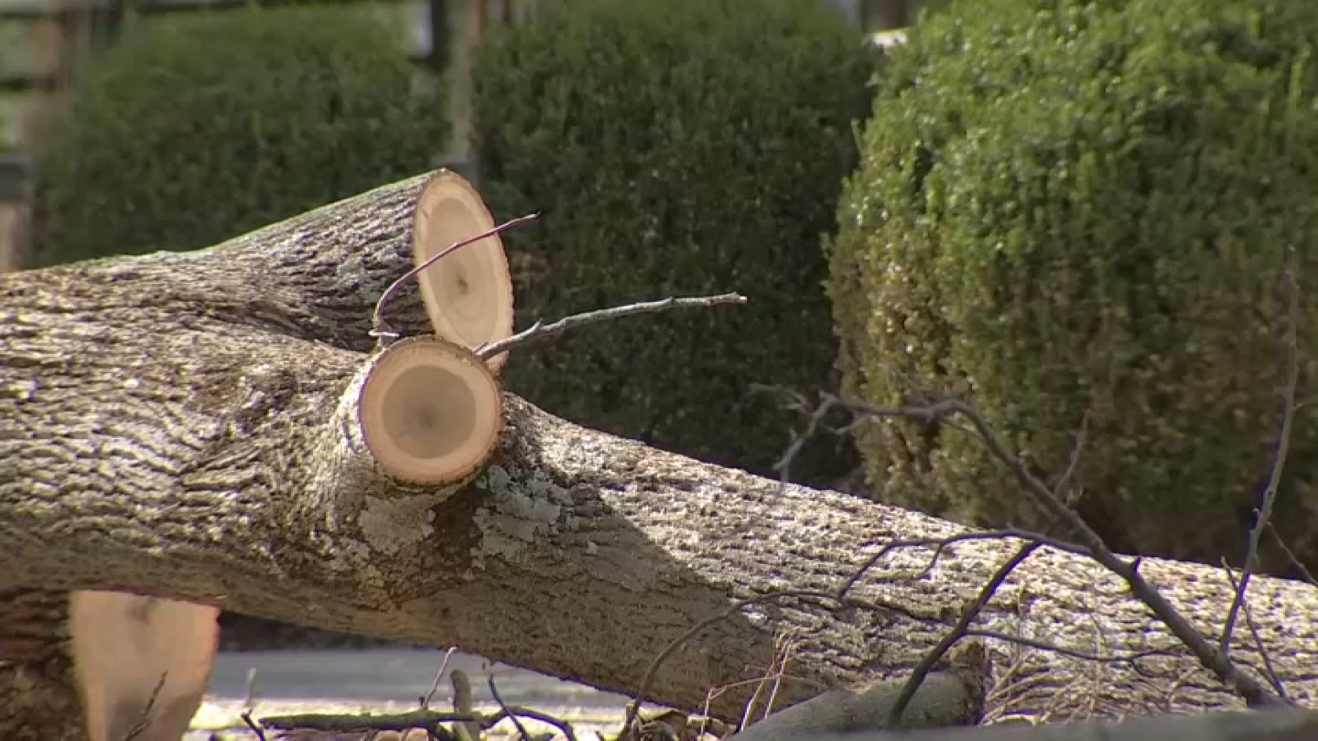 Worker struck, killed by tree in Newtown Square, Pennsylvania