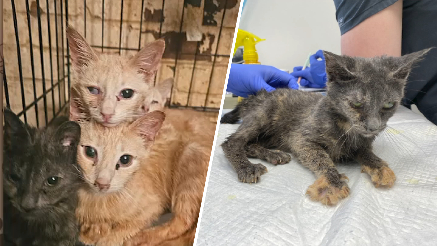 25 cats rescued from extreme hoarding conditions in Bristol Township: SPCA