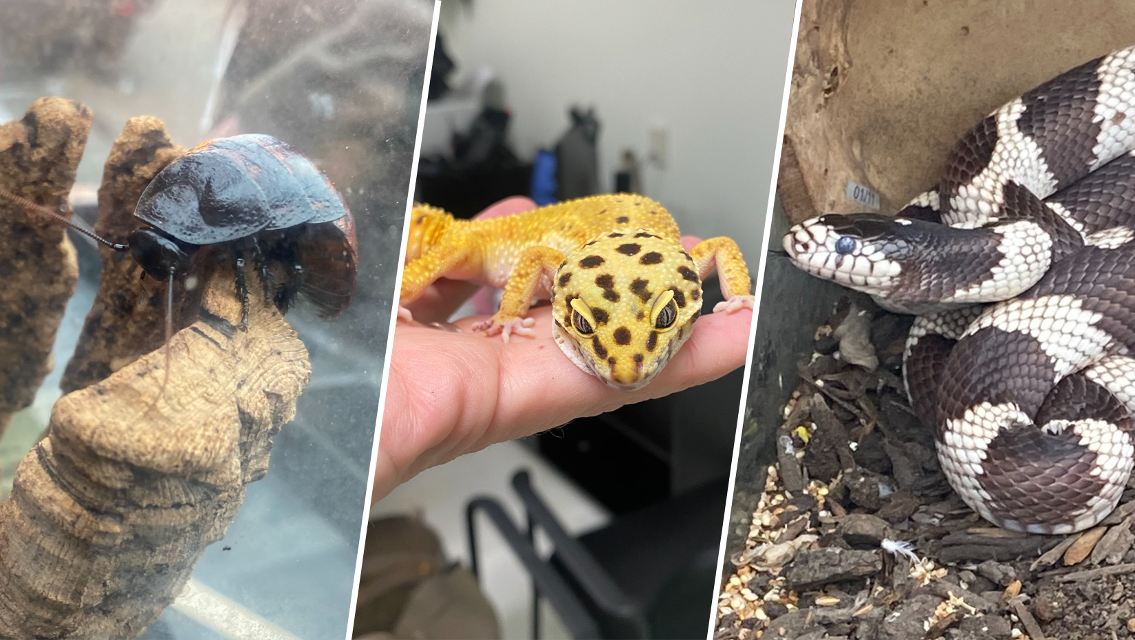 Tarantulas, lizard, parakeet, 6 dogs rescued from abandoned North Philly home