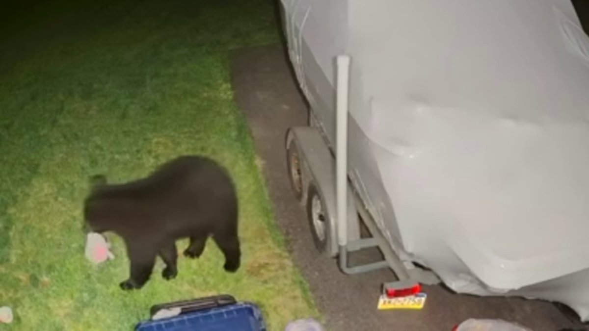 Bear caught on camera strolling through Chester County yard – NBC10 ...