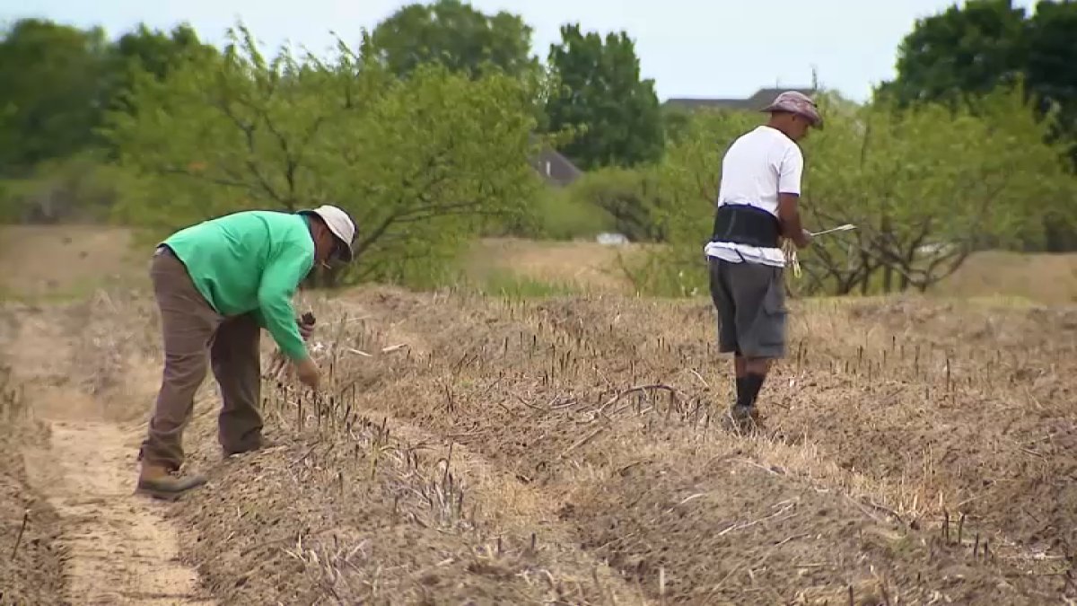 A summer without peaches in South Jersey? Some farmers say crop damage is bad