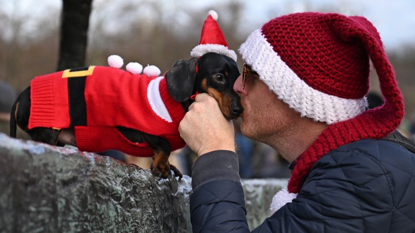 A dachshund wearing a festive coat receives a kiss.