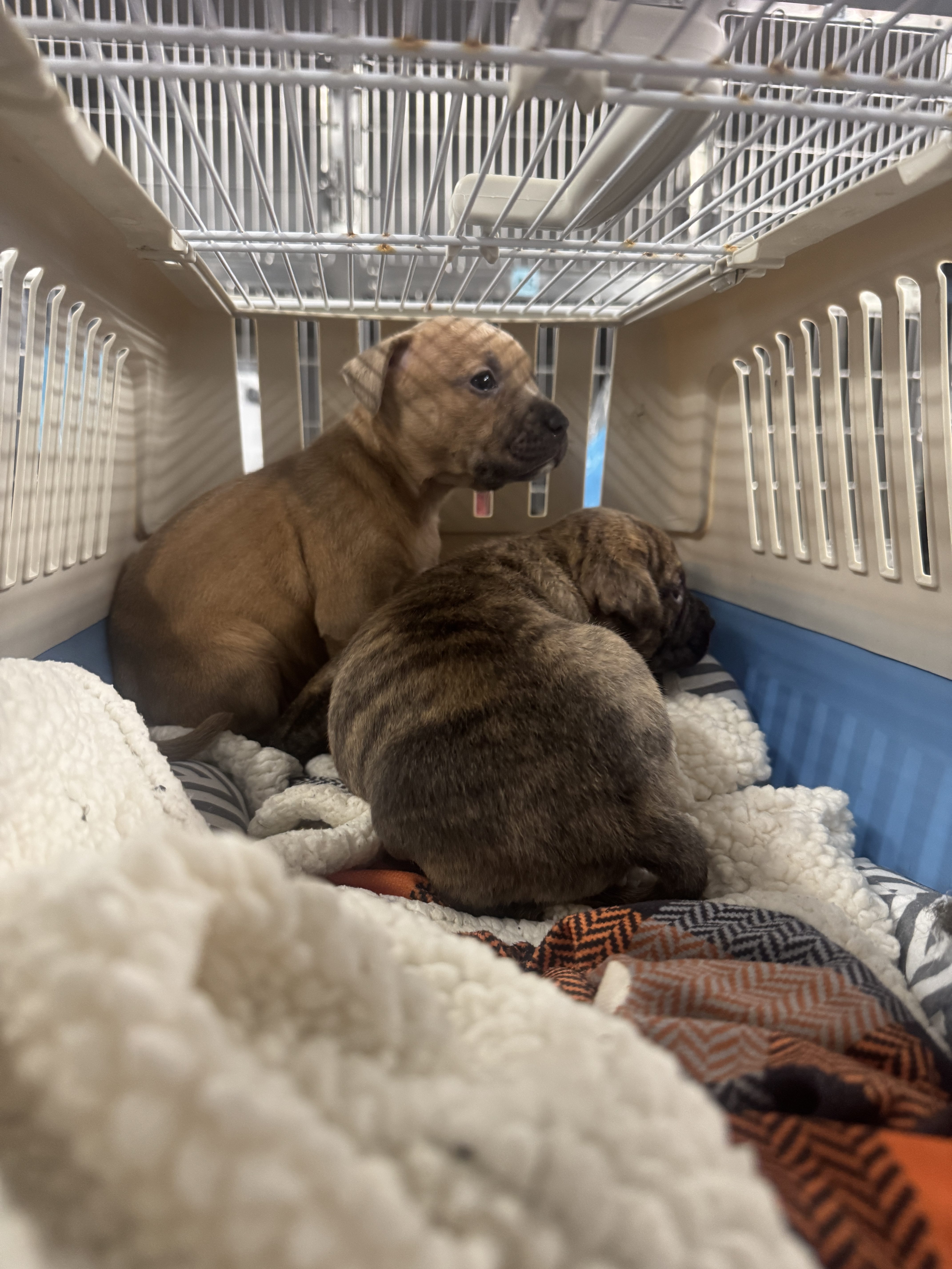 SPCA asks for help after puppies found abandoned in Center City – NBC10 ...