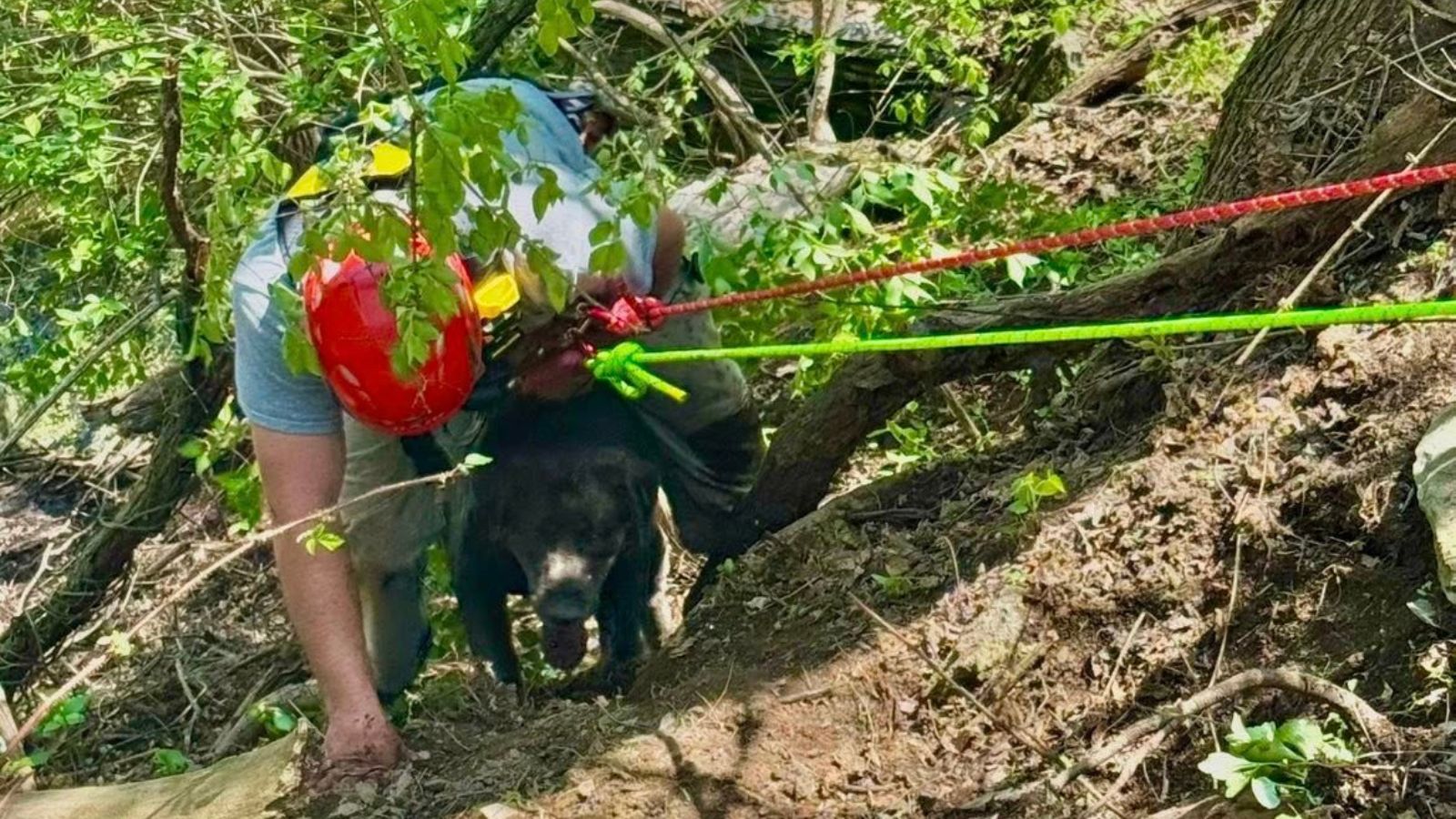 Firefighters rescue dog, owner from steep quarry in Berks County, Pennsylvania