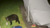 Residents warned after bear caught on camera strolling around Chester County yard