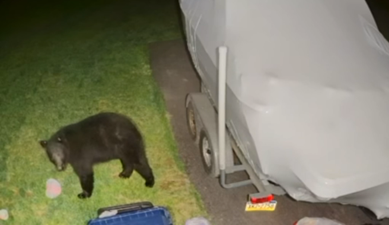 Residents warned after bear caught on camera strolling around Chester County yard