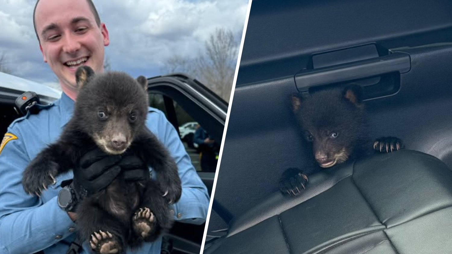 New Jersey State Troopers rescue abandoned bear cub from roadside ditch
