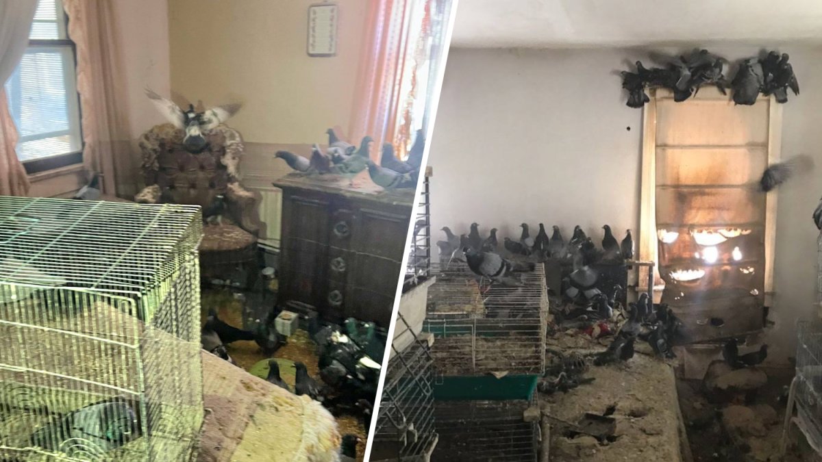 Over 300 pigeons rescued from extreme hoarding conditions in Pennsylvania