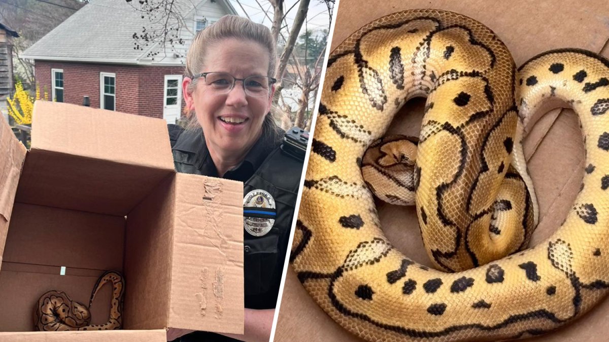 Pennsylvania Uber driver finds snake left behind by passengers in his car