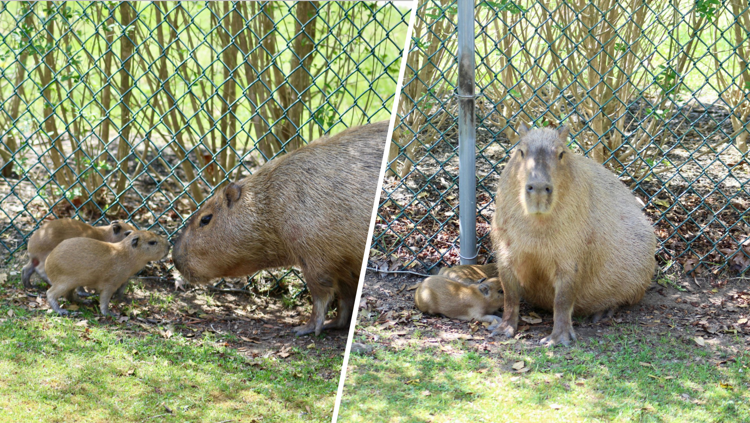 Cape May Zoo welcomes 2nd capybara litter within 6 months