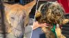Pa. couple facing 146 charges after 93 animals rescued from their home