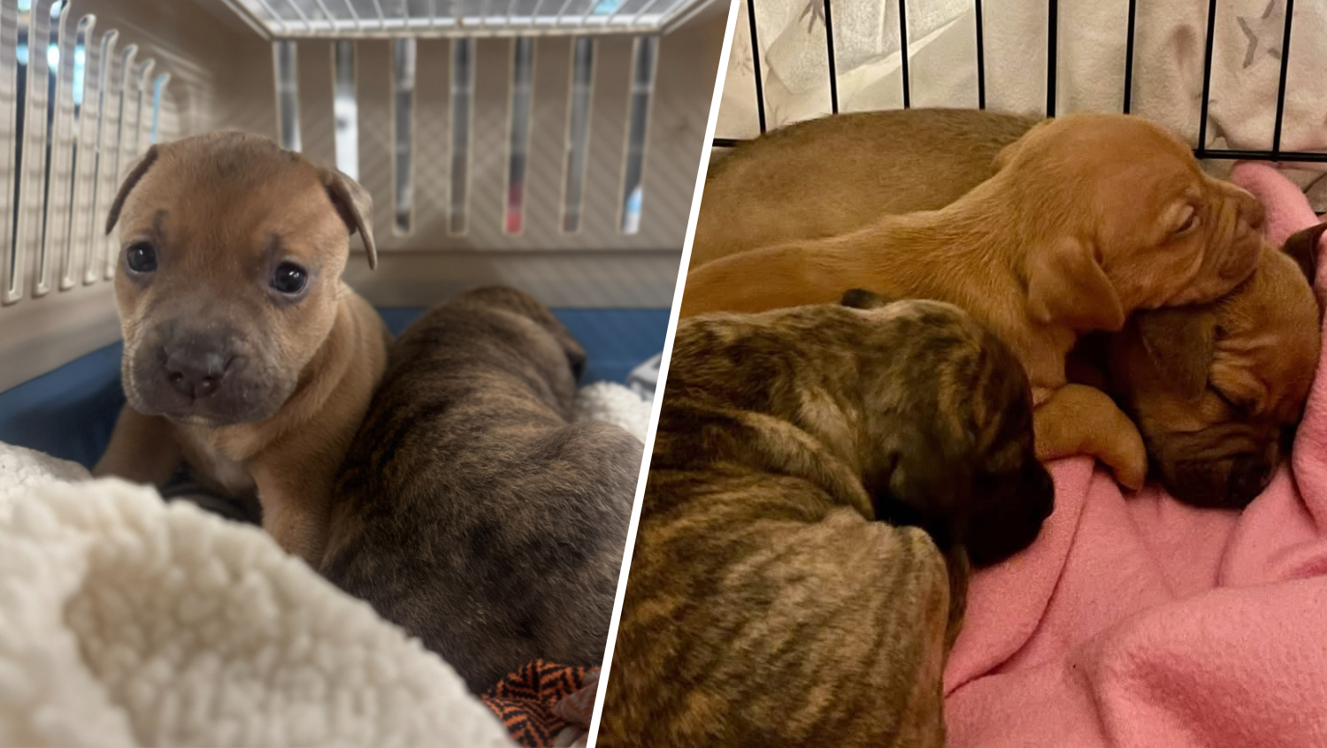 SPCA asks for help after 2 litters of puppies found abandoned in Center City