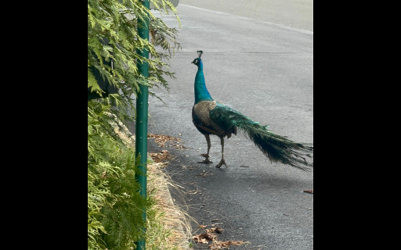 Peacock on the loose, roaming Montgomery County neighborhood