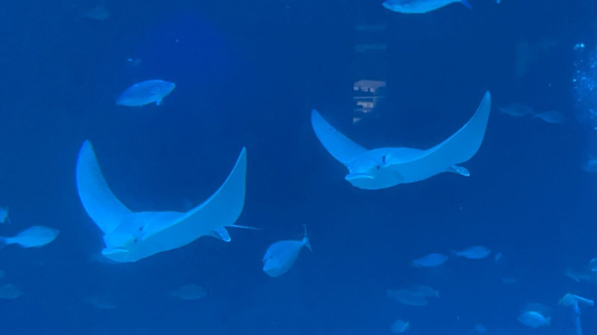 Five endangered Spotted Eagle Rays make their debut at Adventure Aquarium