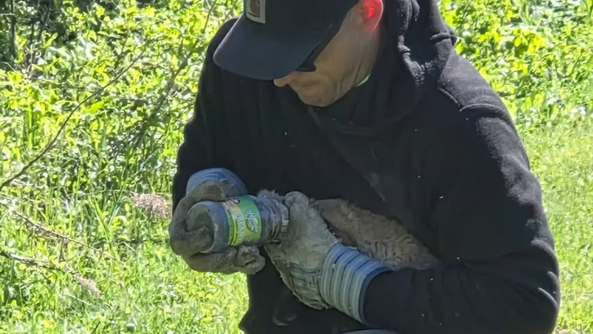 Two Bucks County men step in to rescue baby fox with jar stuck on its head