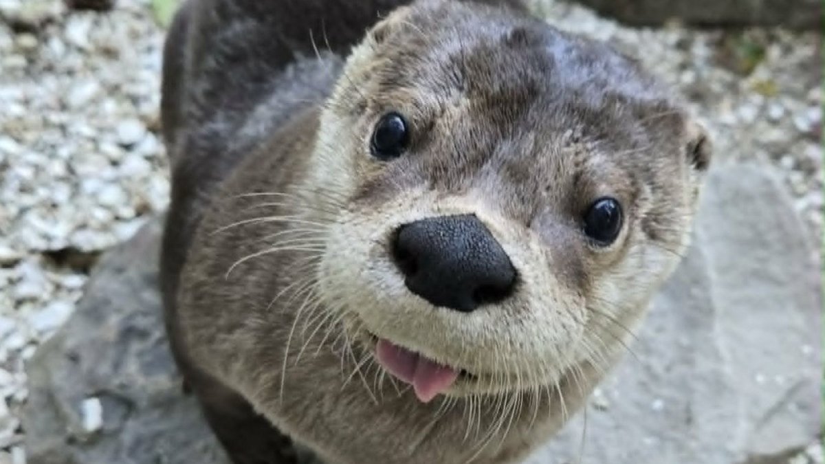 Mork, Cape May County Zoo's river otter, dies after medical episode