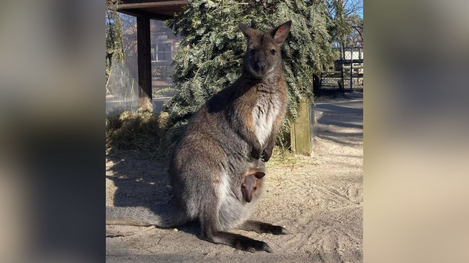 Wallaby on the loose after escaping from Cape May County Zoo