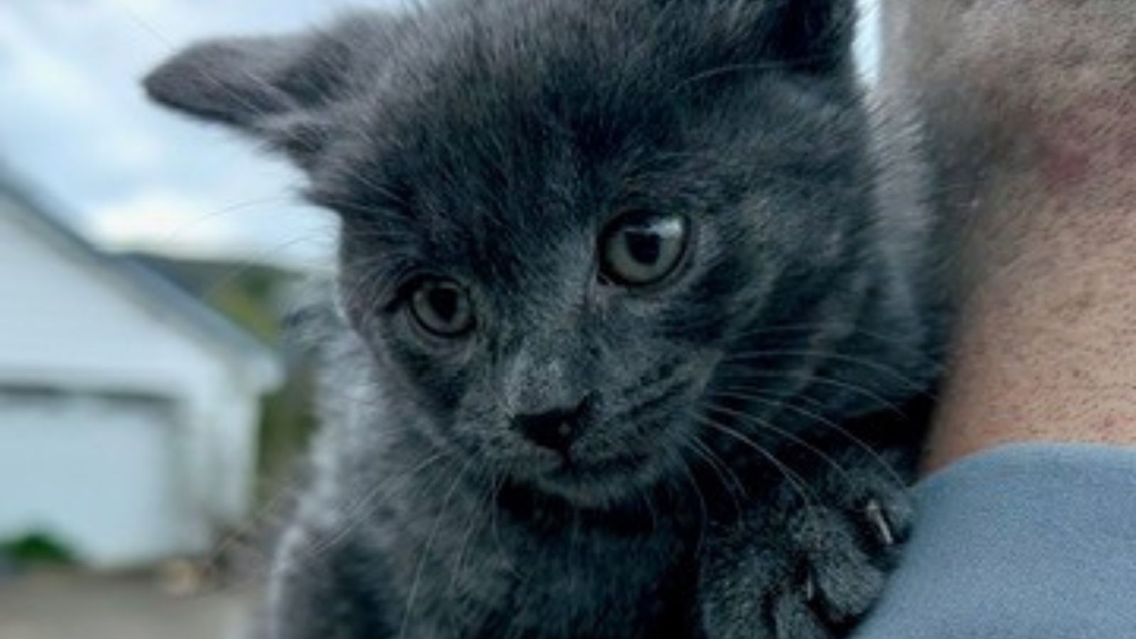 Kitten tied in bag and thrown from moving vehicle in Pennsylvania; suspect sought