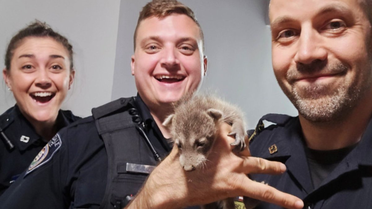 Officers rescue three baby raccoons from chimney of Pennsylvania home