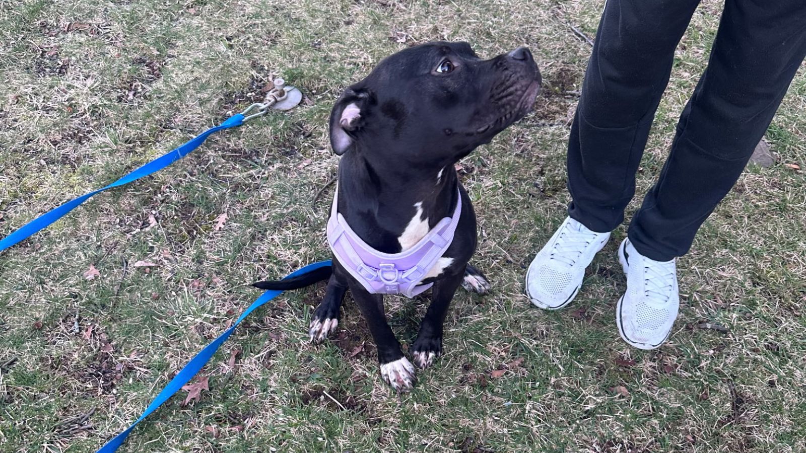 Dog found abandoned on side of the road in New Jersey – NBC10 Philadelphia