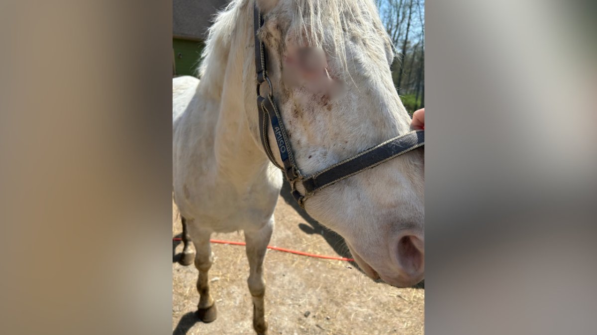 Woman accused of animal cruelty after horse euthanized due to untreated cancer