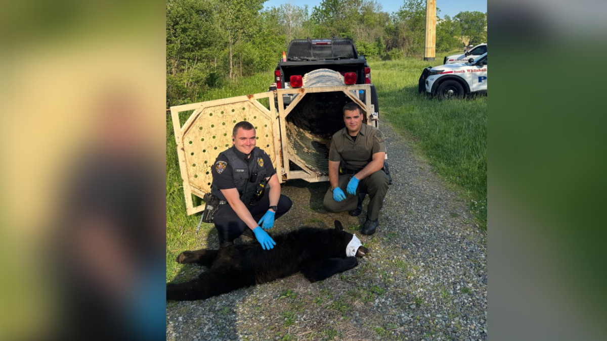 Officers safely capture bear seen ‘hanging out' near Lehigh Co. soccer fields