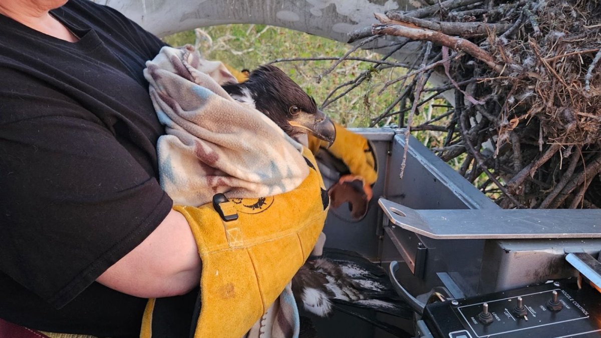 3-month-old bald eagle rescued after falling from nest in Lancaster County